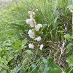 Pyrola rotundifolia Õis
