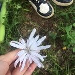 Podospermum purpureum 花