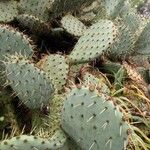 Opuntia littoralis Žiedas
