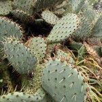 Opuntia littoralis പുഷ്പം