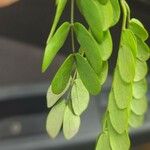 Albizia lebbeck Leaf