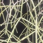 Rhipsalis neves-armondii Likasa