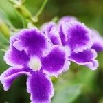 Duranta erectaᱵᱟᱦᱟ