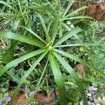 Cyperus alternifoliusBlad