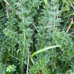 Cirsium acaulon Yaprak
