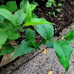 Persicaria virginiana Folha