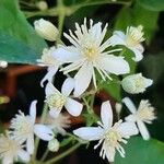 Clematis vitalbaFlower