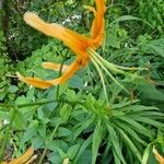 Lilium rosthornii