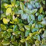 Pittosporum tenuifoliumЛист