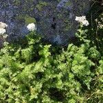 Achillea multifida Buveinė