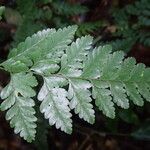 Pteris repens Liść