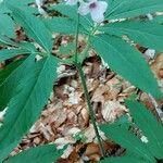 Cardamine heptaphylla Λουλούδι