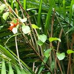 Passiflora coccinea Vekstform