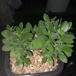 Crassula lanuginosa Hábitos