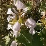 Lamium moschatum Blüte