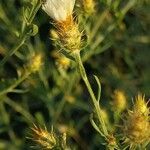 Centaurea diffusa Blüte