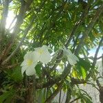 Plumeria pudica Blomst