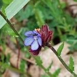 Anchusella cretica Flower