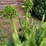 Scadoxus multiflorus Elinympäristö