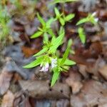 Houstonia longifolia 花