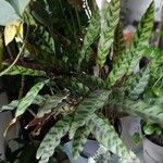 Calathea lancifoliaBlad