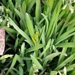 Poa annua Feuille