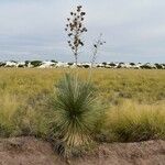 Yucca elata Blad