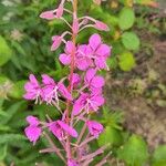 Epilobium angustifoliumЦвят