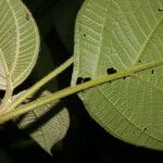 Loreya mespiloides Φύλλο