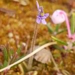 Pinguicula villosa Цветок