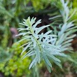 Euphorbia seguieriana Leaf