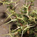 Adesmia horrida Blad