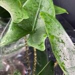 Alocasia zebrina Flower