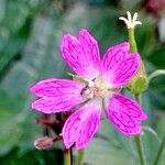 Geranium × oxonianum 花