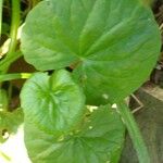 Centella asiatica Levél