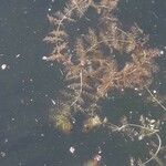 Utricularia australis Leaf