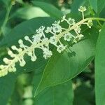 Phytolacca americanaBlüte