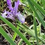 Iris lactea Flower