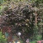 Physocarpus opulifolius পাতা