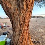 Vachellia erioloba Kaarna