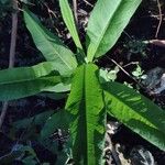 Rumex verticillatus Blatt