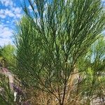 Baccharis sarothroides Hoja