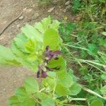 Vicia serratifolia Blomma