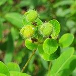 Euphorbia illirica Плод