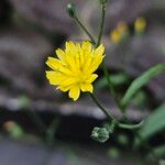 Lapsana communis Flower