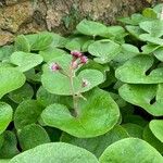 Petasites pyrenaicus Blatt