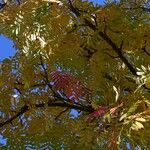 Sorbus domestica Feuille