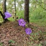 Campanula persicifolia Virág