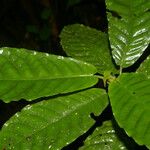 Psychotria jimenezii Leaf