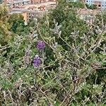 Lupinus bogotensis Blomst